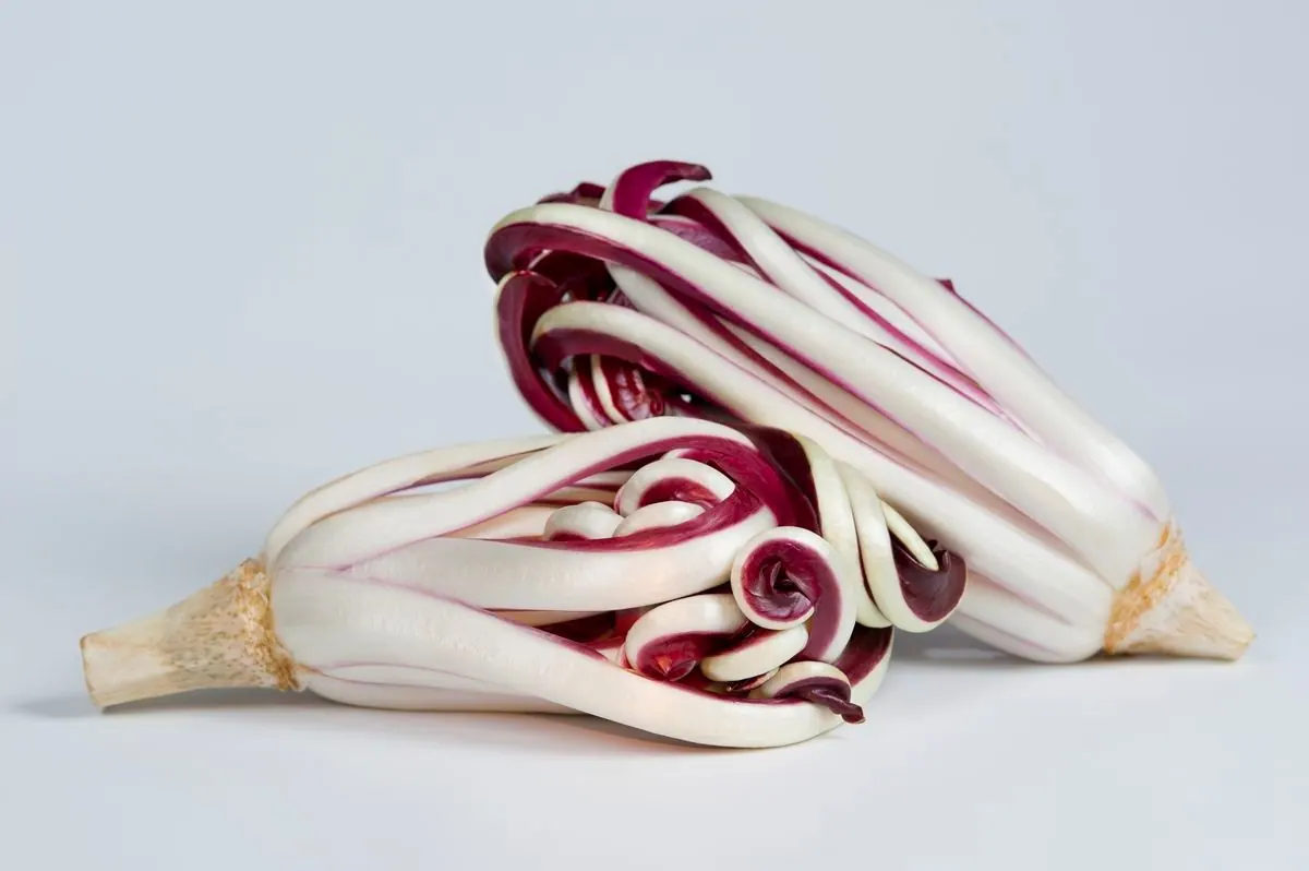 Radicchio rosso di Treviso